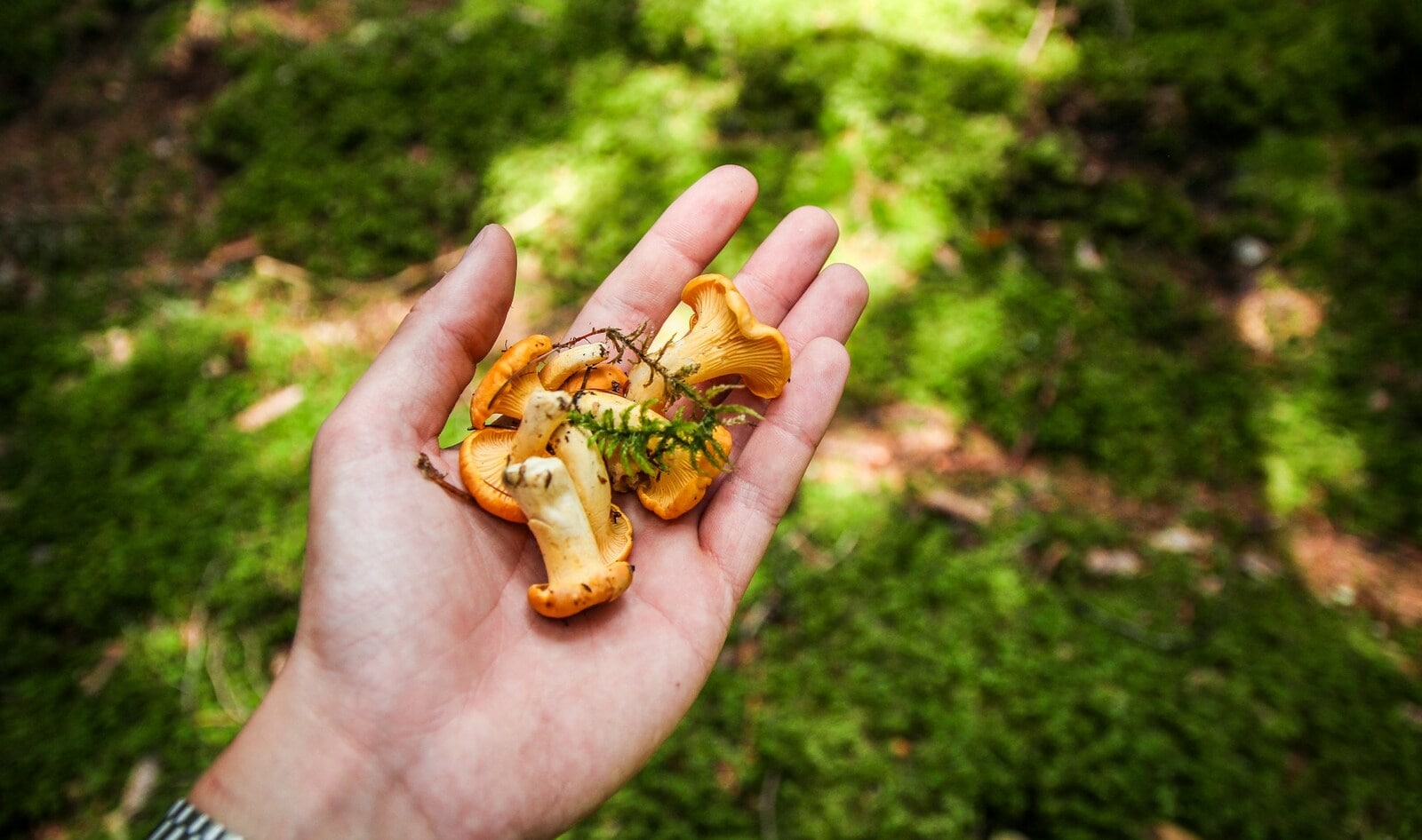 How to Reap the Benefits of Foraging Safely and Sustainably, According to a Specialist